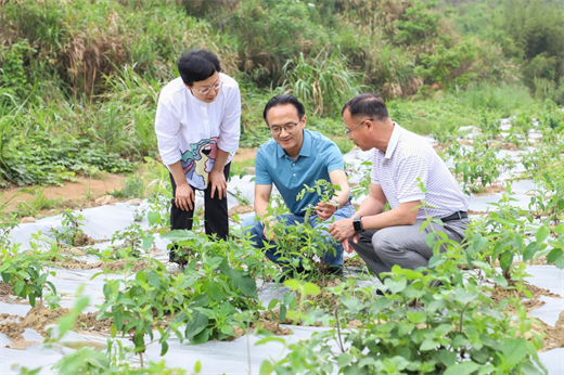 市政协领导调研双蚁药材基地  共绘中医药产业发展新蓝图