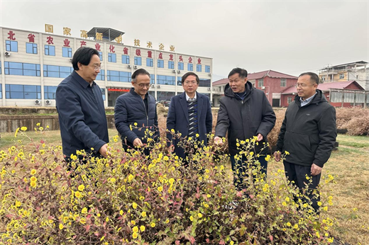 双蚁药业赴湖北金鹰探寻野菊花生长基因，提升产品质量